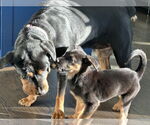 Small #24 Rottweiler Mix