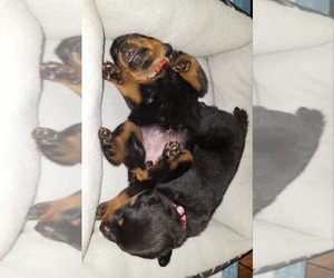 Rottweiler Puppy for sale in CRESWELL, OR, USA