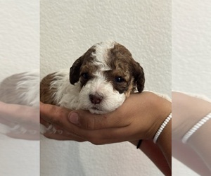 Bernedoodle (Miniature) Puppy for sale in LONGMONT, CO, USA