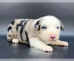 Miniature Australian Shepherd Puppy for sale in FOXWORTH, MS, USA