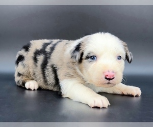 Miniature Australian Shepherd Puppy for Sale in FOXWORTH, Mississippi USA