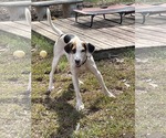 Small Photo #7 Mutt Puppy For Sale in Rustburg, VA, USA