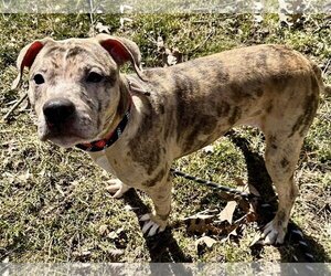 Catahoula Leopard Dog-Unknown Mix Dogs for adoption in Clarkston, MI, USA
