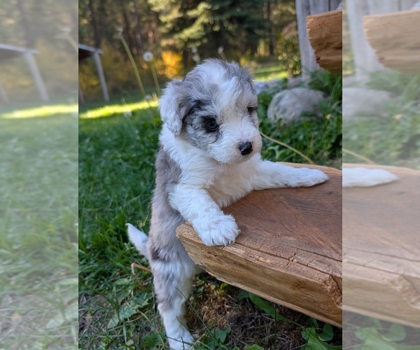 Medium Photo #21 Aussiedoodle Miniature  Puppy For Sale in SPIRIT LAKE, ID, USA
