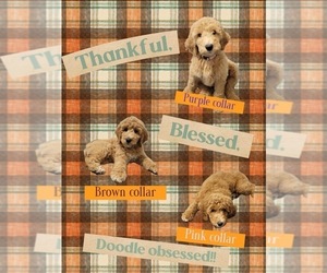Goldendoodle Litter for sale in SUMMERVILLE, SC, USA