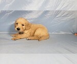 Small #6 Golden Retriever