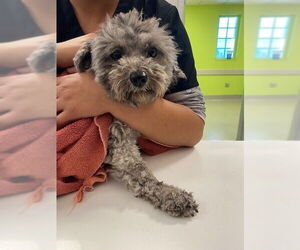 Poodle (Miniature)-Unknown Mix Dogs for adoption in Rancho Cucamonga, CA, USA