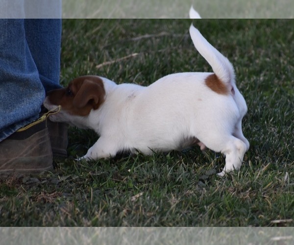Medium Photo #29 Jack Russell Terrier Puppy For Sale in APPLE GROVE, WV, USA