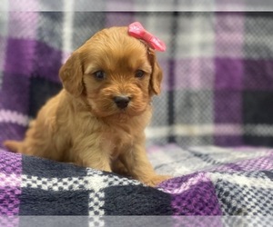 Cavapoo Puppy for sale in LAKELAND, FL, USA