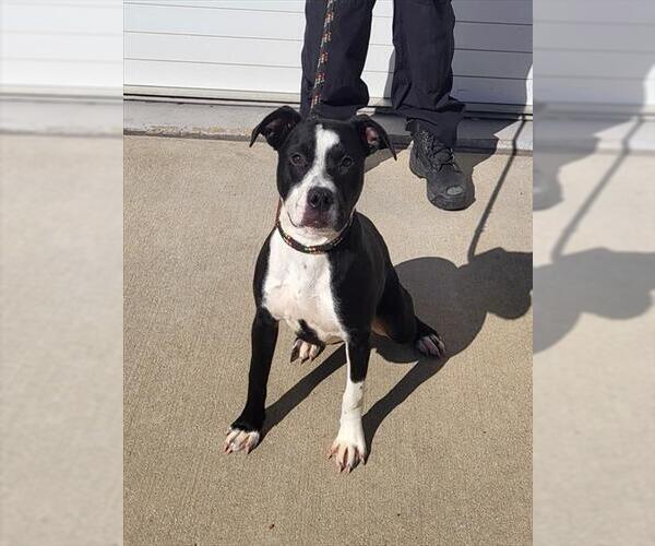 Medium Photo #1 Staffordshire Bull Terrier-Unknown Mix Puppy For Sale in Louisville, KY, USA