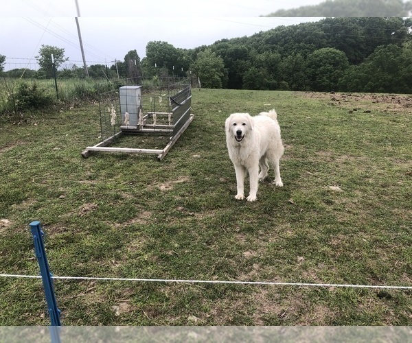 Medium Photo #6 Maremma Sheepdog Puppy For Sale in SPOKANE, MO, USA