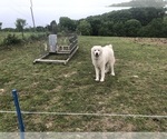 Small #5 Maremma Sheepdog