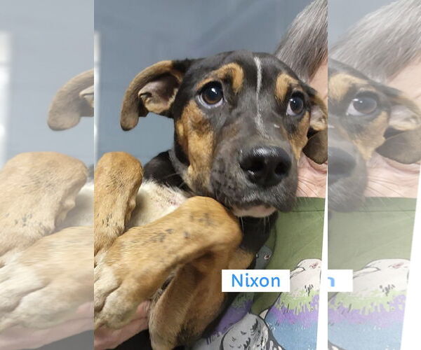 Medium Photo #2 Mutt Puppy For Sale in Pottstown, PA, USA