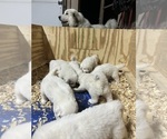 Small #6 Great Pyrenees