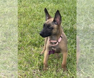 Mutt Dogs for adoption in Imlay City, MI, USA