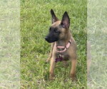 Disney Dogs - Perdita - Located in FL - Female Mutt Dog for Adoption - Small photo