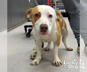 Basset Hound-Unknown Mix Dogs for adoption in Washington, DC, USA