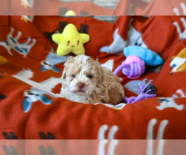 Medium Photo #4 Havapoo Puppy For Sale in GUTHRIE, KY, USA