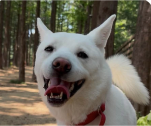 Mutt Dogs for adoption in San Ramon, CA, USA