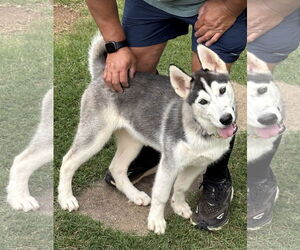 Siberian Husky Dogs for adoption in Cumming, GA, USA