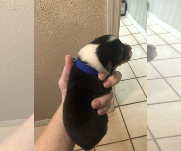 Medium Photo #6 Pembroke Welsh Corgi Puppy For Sale in RIVERVIEW, FL, USA