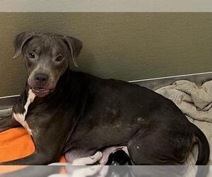 American Staffordshire Terrier Dogs for adoption in San Antonio, TX, USA