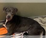 Small American Staffordshire Terrier