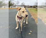 Small #10 Labrador Retriever Mix