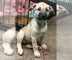 Piper (NY-Lia) - Female Boxer-Unknown Mix Dog for Adoption - Small photo