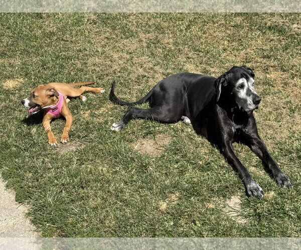 Medium Photo #2 Boxer-Unknown Mix Puppy For Sale in Burnsville, MN, USA