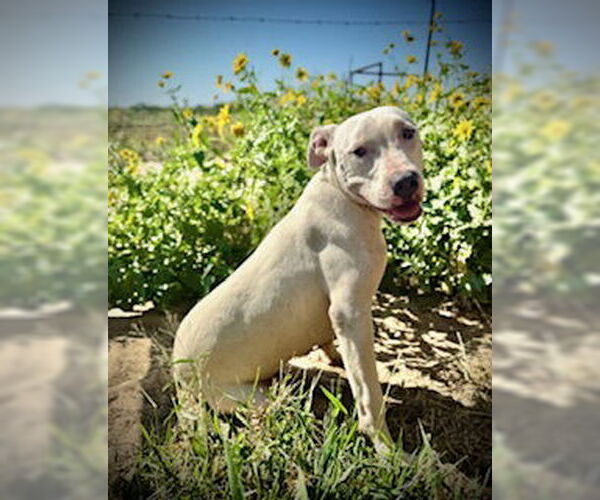 Medium Photo #2 American Pit Bull Terrier Puppy For Sale in Pleasanton, TX, USA