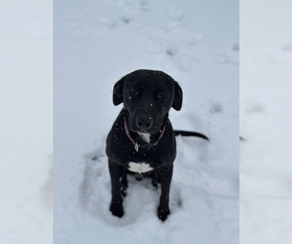 Medium Photo #3 Labrador Retriever-Unknown Mix Puppy For Sale in Boston, MA, USA