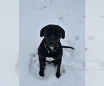 Small #2 Labrador Retriever Mix