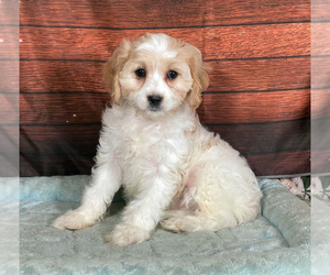 Cavachon Puppy for sale in PENNS CREEK, PA, USA