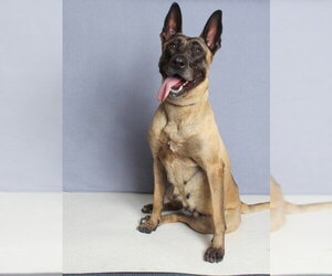 Mutt Dogs for adoption in Burbank, CA, USA