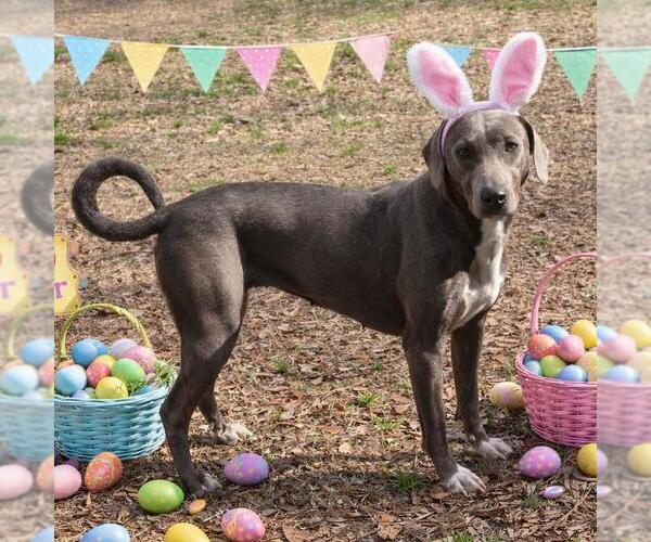 Medium Photo #2 Unknown-Weimaraner Mix Puppy For Sale in Yardley, PA, USA