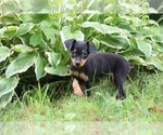 Small Photo #2 Miniature Pinscher Puppy For Sale in MOUNT VERNON, OH, USA