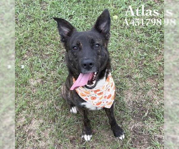 Medium Photo #1 Holland Shepherd-Unknown Mix Puppy For Sale in Conroe, TX, USA