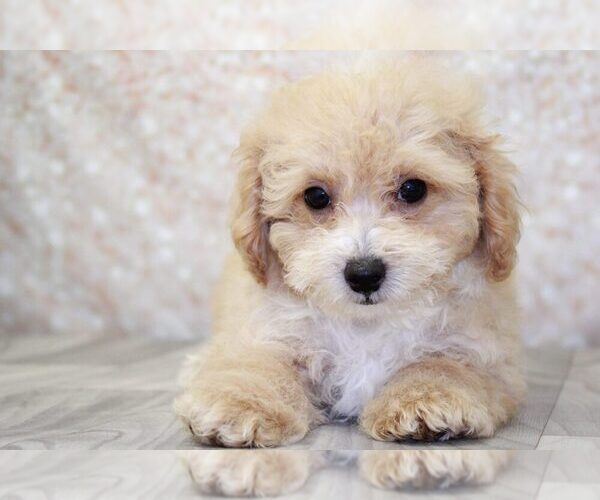 Medium Photo #1 Poochon Puppy For Sale in MARIETTA, GA, USA