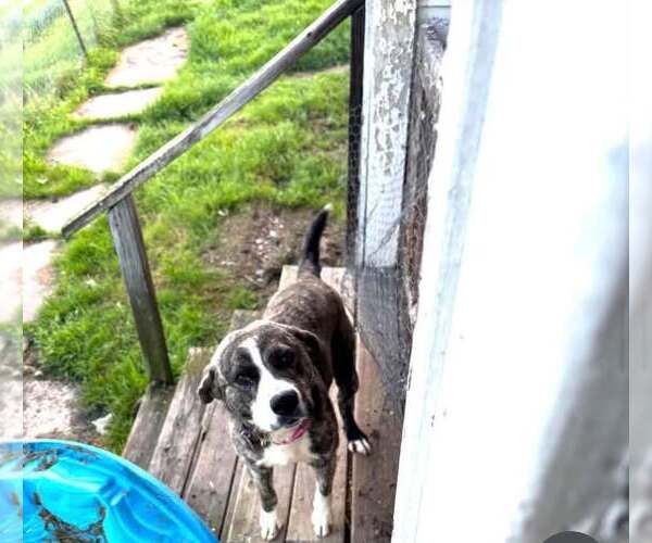 Medium Photo #2 Labrador Retriever-Mountain Cur Mix Puppy For Sale in Crystal, MN, USA