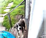 Small Photo #2 Labrador Retriever-Mountain Cur Mix Puppy For Sale in Crystal, MN, USA