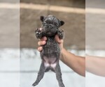 Small #27 French Bulldog