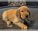 Puppy Ruth Golden Retriever