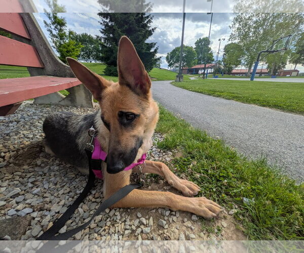 Medium Photo #4 German Shepherd Dog Puppy For Sale in Mechanicsburg, PA, USA