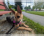Small #3 German Shepherd Dog