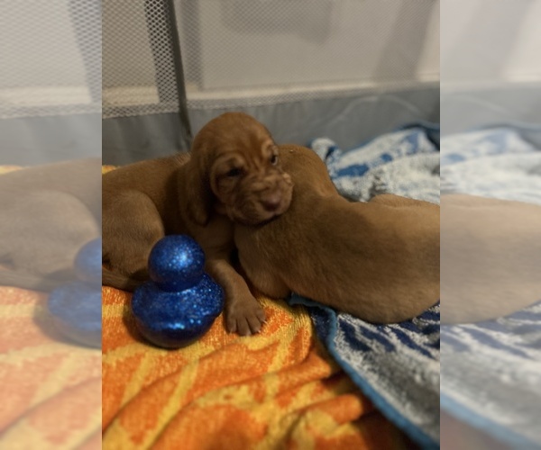 Medium Photo #3 Bloodhound Puppy For Sale in WHITTIER, CA, USA