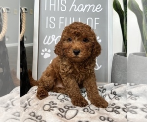 Cavapoo Puppy for sale in FRANKLIN, IN, USA