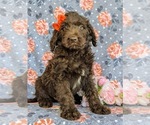 Small Photo #3 Labradoodle Puppy For Sale in KINZERS, PA, USA