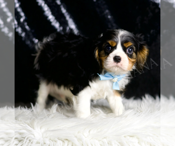 Medium Photo #30 Cavalier King Charles Spaniel Puppy For Sale in WARSAW, IN, USA