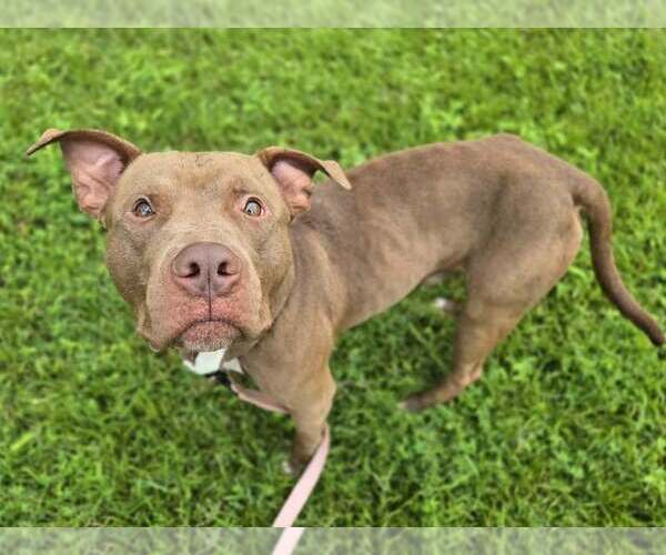 Medium Photo #2 American Pit Bull Terrier-Unknown Mix Puppy For Sale in Millersville, MD, USA